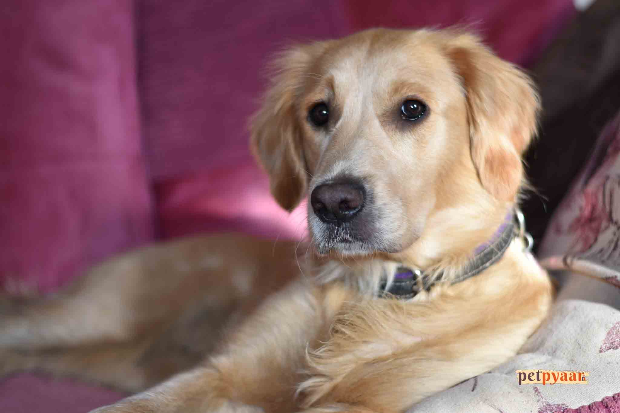 "Golden Retriever Separation Anxiety Solutions in India: How to Deal with Dog Separation Anxiety"